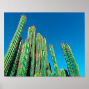 Africa Desert Landscape Nature Cactus Plants Poster
