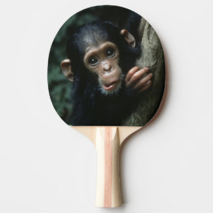 Africa, East Africa, Tanzania, Gombe National 2 Ping Pong Paddle