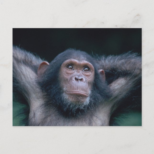 Africa, East Africa, Tanzania, Gombe National 2 Postcard (Front)