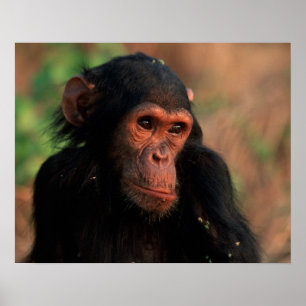 Africa, East Africa, Tanzania, Gombe National 4 Poster