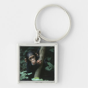 Africa, East Africa, Tanzania, Gombe National Key Ring