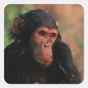 Africa, East Africa, Tanzania Square Sticker