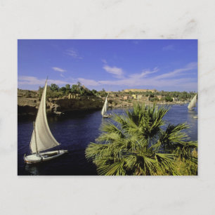 Africa, Egypt, Upper Egypt, Aswan. Feluccas 2 Postcard