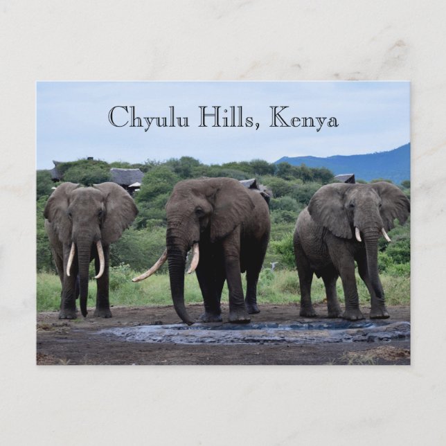 Africa Elephants Kenya, Chyulu Hills Postcard (Front)