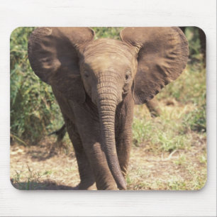 Africa, Kenya, Amboseli National Park. African 2 Mouse Mat