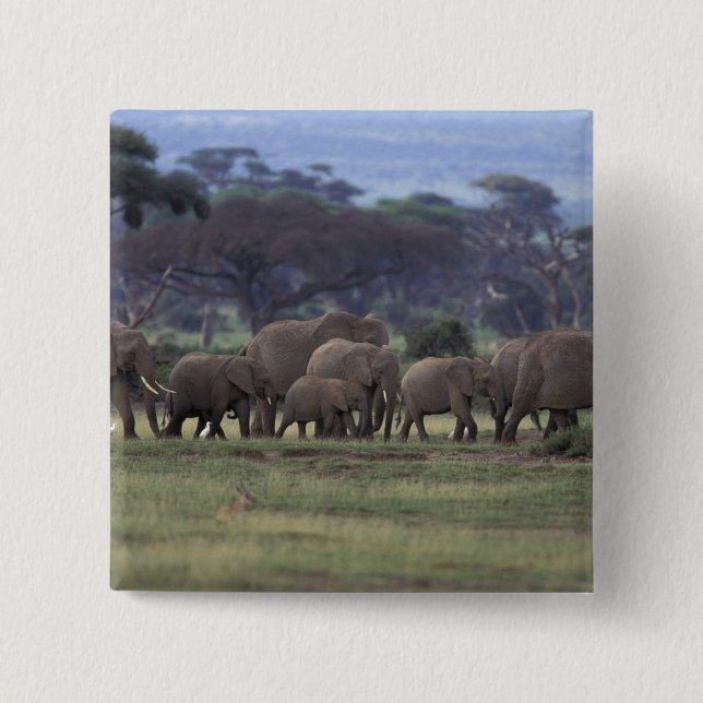 Africa, Kenya, Amboseli National Park. African 3 15 Cm Square Badge (Front)