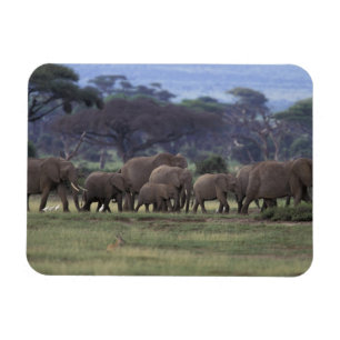 Africa, Kenya, Amboseli National Park. African 3 Magnet