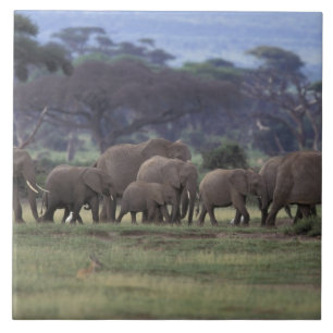 Africa, Kenya, Amboseli National Park. African 3 Tile
