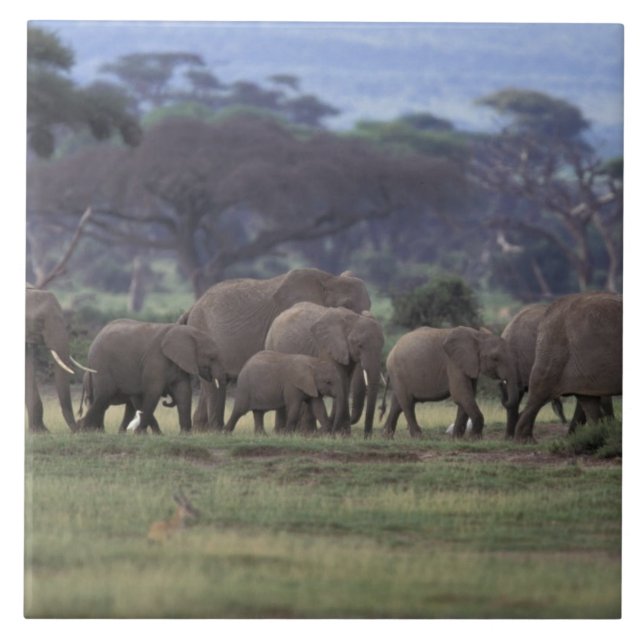 Africa, Kenya, Amboseli National Park. African 3 Tile (Front)