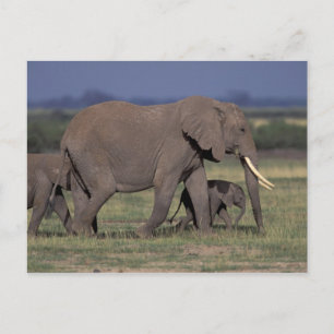 Africa, Kenya, Amboseli National Park. African 4 Postcard