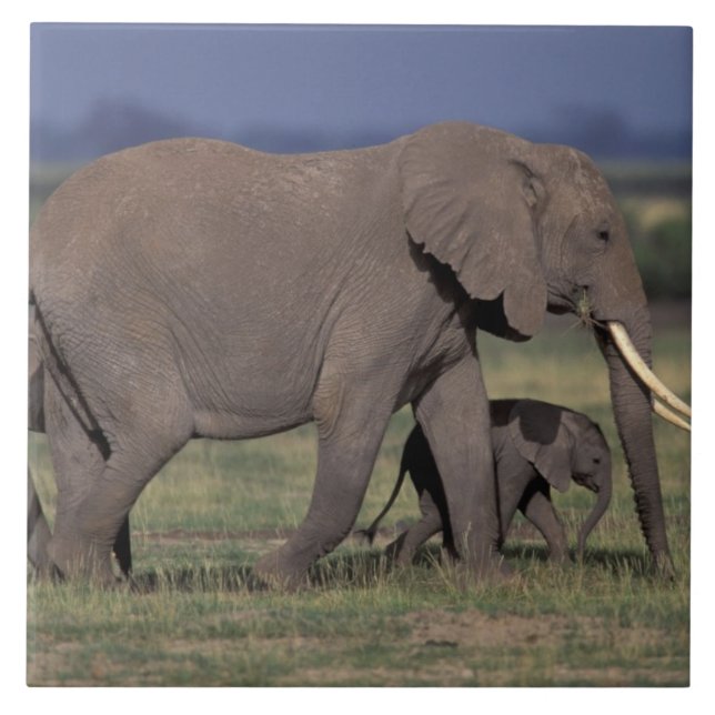 Africa, Kenya, Amboseli National Park. African 4 Tile (Front)