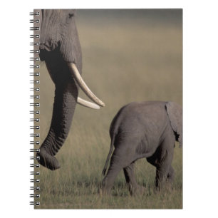 Africa, Kenya, Amboseli National Park. African Notebook