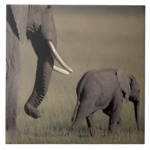 Africa, Kenya, Amboseli National Park. African Tile