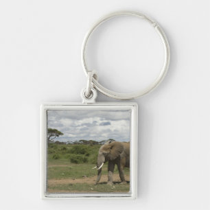 Africa, Kenya, Amboseli National Park, elephant, Key Ring