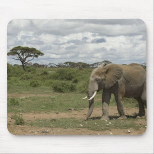 Africa, Kenya, Amboseli National Park, elephant, Mouse Mat