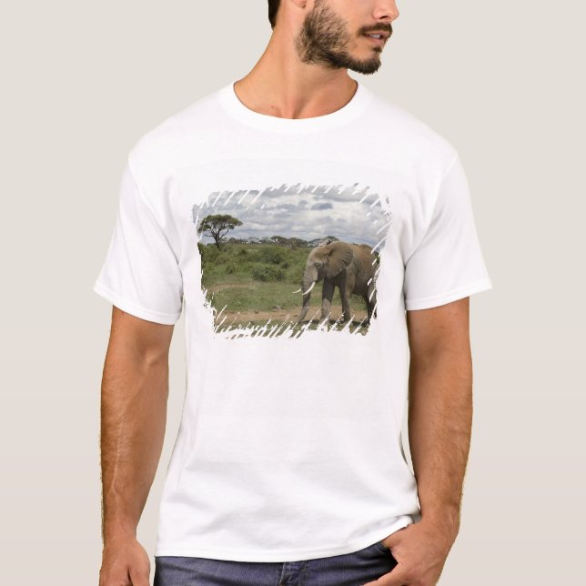 Africa, Kenya, Amboseli National Park, elephant, T-Shirt (Front)