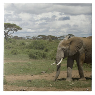 Africa, Kenya, Amboseli National Park, elephant, Tile