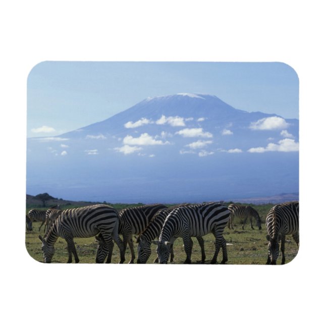 Africa, Kenya, Amboseli National Park, Herd of Magnet (Horizontal)