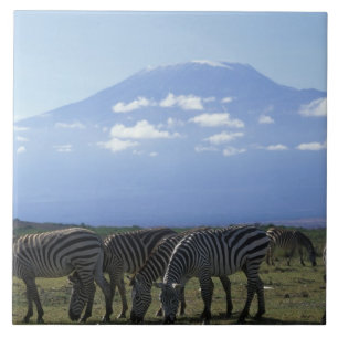 Africa, Kenya, Amboseli National Park, Herd of Tile