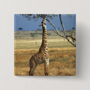 Africa, Kenya, Amboseli NP. A Common, or Masai, 15 Cm Square Badge