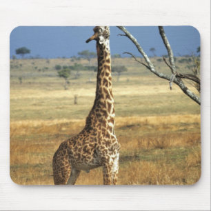 Africa, Kenya, Amboseli NP. A Common, or Masai, Mouse Mat