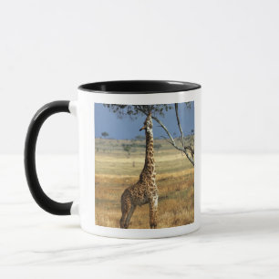 Africa, Kenya, Amboseli NP. A Common, or Masai, Mug
