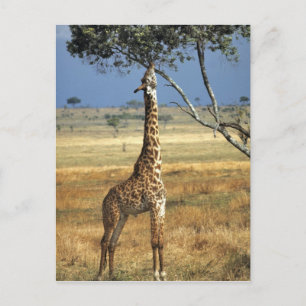 Africa, Kenya, Amboseli NP. A Common, or Masai, Postcard