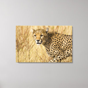 Africa. Kenya. Cheetah at Samburu NP. Canvas Print