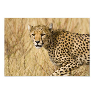 Africa. Kenya. Cheetah at Samburu NP. Photo Print