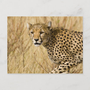 Africa. Kenya. Cheetah at Samburu NP. Postcard