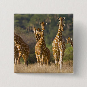 Africa. Kenya. Herd of Reticulated Giraffes 15 Cm Square Badge