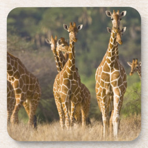 Africa. Kenya. Herd of Reticulated Giraffes Coaster