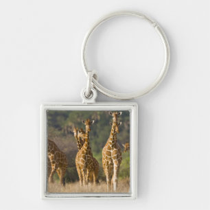 Africa. Kenya. Herd of Reticulated Giraffes Key Ring