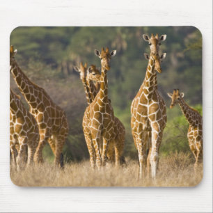 Africa. Kenya. Herd of Reticulated Giraffes Mouse Mat