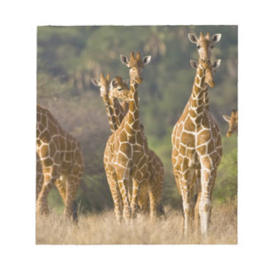 Africa. Kenya. Herd of Reticulated Giraffes Notepad