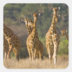 Africa. Kenya. Herd of Reticulated Giraffes Square Sticker