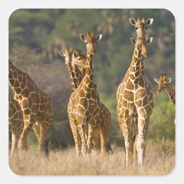 Africa. Kenya. Herd of Reticulated Giraffes Square Sticker (Front)