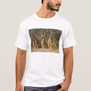 Africa. Kenya. Herd of Reticulated Giraffes T-Shirt