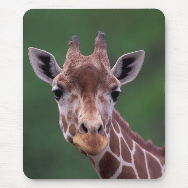 Africa, Kenya, Impala Ranch. Reticulated Mouse Mat (Front)