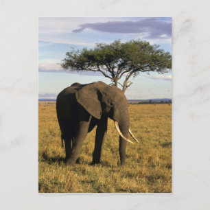 Africa, Kenya, Maasai Mara. An elehpant in the Postcard