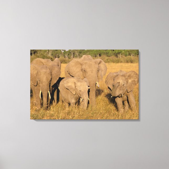 Africa, Kenya, Masai Mara. African Elephant Canvas Print (Front)