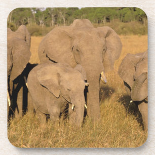 Africa, Kenya, Masai Mara. African Elephant Coaster