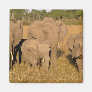 Africa, Kenya, Masai Mara. African Elephant Magnet