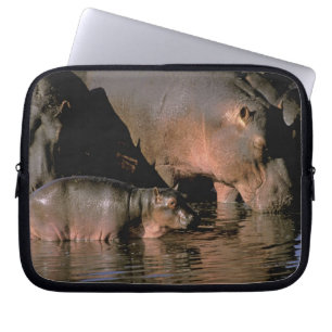 Africa, Kenya, Masai Mara. Common hippopotamuses Laptop Sleeve