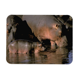 Africa, Kenya, Masai Mara. Common hippopotamuses Magnet