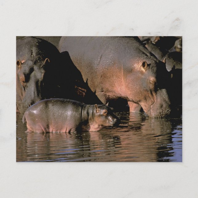 Africa, Kenya, Masai Mara. Common hippopotamuses Postcard (Front)
