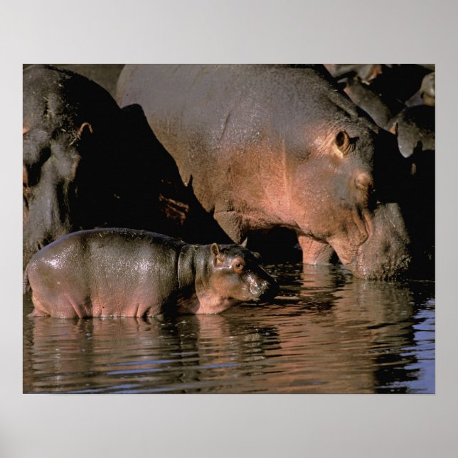 Africa, Kenya, Masai Mara. Common hippopotamuses Poster (Front)
