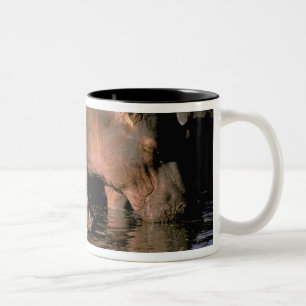 Africa, Kenya, Masai Mara. Common hippopotamuses Two-Tone Coffee Mug