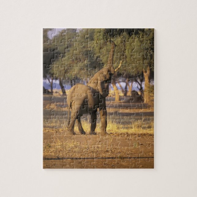 Africa, Kenya, Masai Mara. Elephant (Loxodonta Jigsaw Puzzle (Vertical)