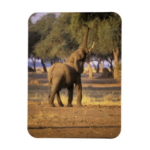 Africa, Kenya, Masai Mara. Elephant (Loxodonta Magnet
